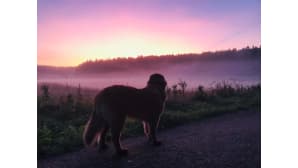 Koira on pysähtynyt katselemaan auringonnousua. Taivas ja aamusumu pellolla on purppuraista.