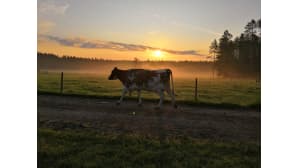 Lehmä kulkee tiellä, lehmän takana on oranssi auringonnousu joka värjää pellon sumun myös oranssiksi.