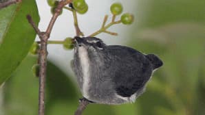 Lintu
