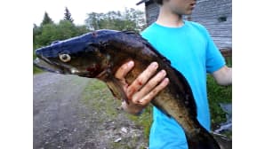 Komea kuha nuoren kalastajan kourassa.