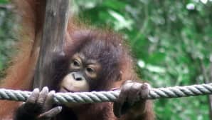 Orangutangi