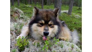 Koira syö mustikoita metsässä.