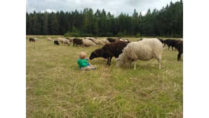 Lapsi lampaiden keskellä