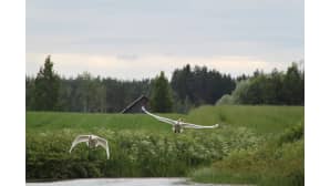 Kaksi joutsenta nousevat lentoon