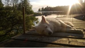 Koira nukkuu laiturilla