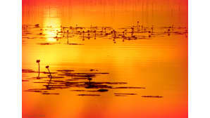 Lumpeet auringonlaskussa