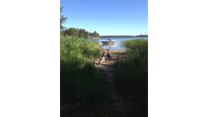 Kaksi hanhea kävelevät polulla
