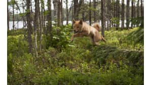Suomenpystykorva juoksee metsässä