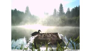 Heinäsorsapoikue aamiaisella ruokintapaikalla