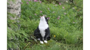 Kissa katsoo ylös puuhun