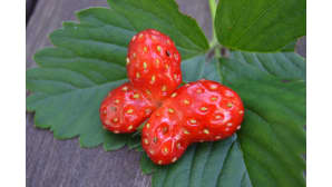 Perhosen muotoinen mansikka