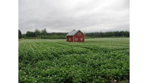 Puaninen tupa perunamaallaa