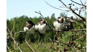 Kolme haarapääskyä oksalla