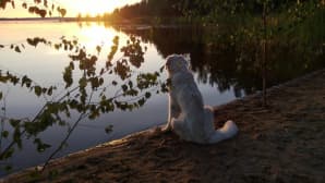 Koira istuu rannalla ja katsoo auringonlaskua tyynellä säällä