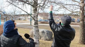 Heli Kaski ja Mikko Maasola arvioivat kevään etenemistä koivun silmuista Uuraisilla.