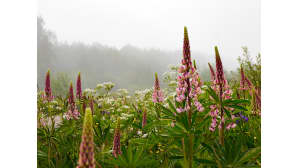 Horsmia tien laidalla