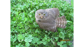 Pöllö nurmikolla