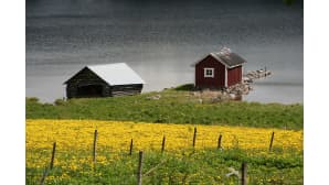 Voikukkapelto