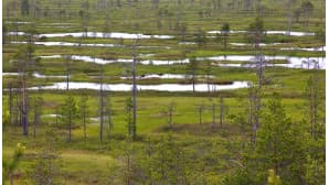Suomaisema
