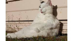 Kissa auringonpaisteessa