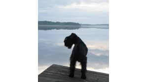 Kesäkuvakisa 2014