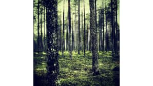Metsää vihreän sävyissä