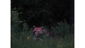 Karhu makaa metsän reunassa