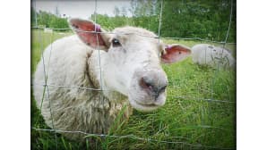 Lammas