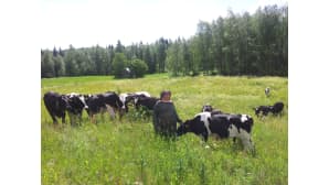Hiehot kesälaitumella, Nilsiä