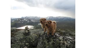 Kesäkuvakisa