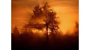 Aurinko laskee puiden takana
