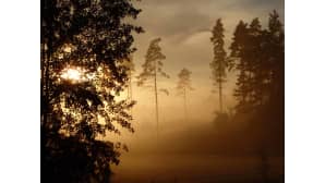 Aurinko laskee metsämaisessa