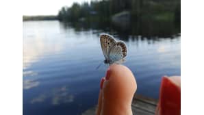 Kesäkuvakisa