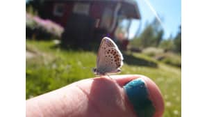 Kesäkuvakisa