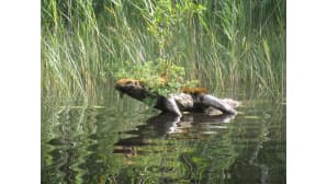 Kesäkuvakisa