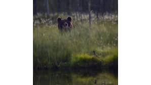 Kesäkuvakisa
