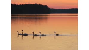 Kesäkuvakisa