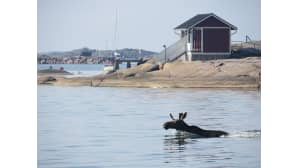 Kesäkuvakisa