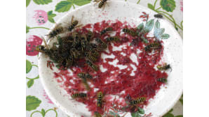 kesäkuva