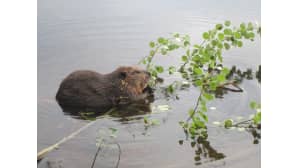 Kesäkuvakisa