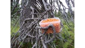 Kesäkuvakisa