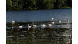 Joutsenperhe järvellä.