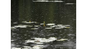 Vettä sataa järven pintaan.