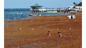 Turistit kävelivät merilevän valtaamalla rannalla San Andres -saarella, Kolumbiassa 18. syyskuuta.