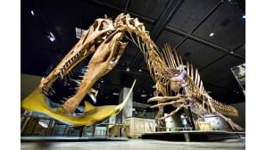 Aidon kokoinen Spinosauruksen (Spinosaurus aegyptiacus) luuranko.