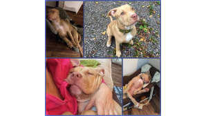 Amerikanpitbullterrieri Lola, 6kk