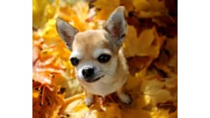 Chihuahua Tifi ihmettelee syksyä.