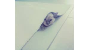 Ragdollpentu Inkeri maton alla.