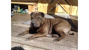 Meidän iki-ihana Kerttu, 4-vuotias hellyyden kipeä shar-pei neiti.