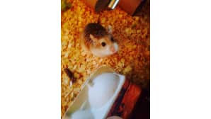 Tässä kääpiöhamsteri Diva.